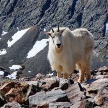 Mountain Goat on the way to Quandary Peak